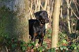 BEAUCERON - PUPPIES 424